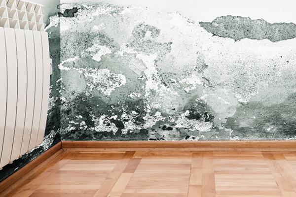 mold damage green bay remediation services